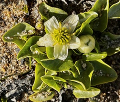 Caltha sagittata