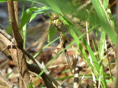 Triacanthagyna trifida