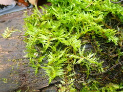 Calliergonella cuspidata