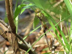 Triacanthagyna trifida