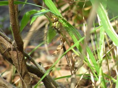 Triacanthagyna trifida