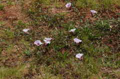 Ipomoea bathycolpos