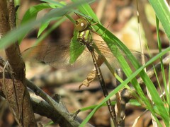 Triacanthagyna trifida