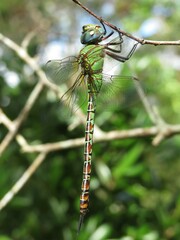 Coryphaeschna adnexa