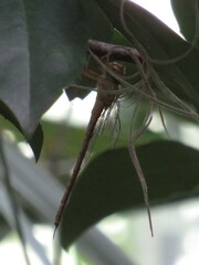 Triacanthagyna septima