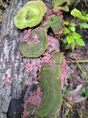 Trametes villosa
