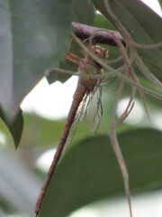 Triacanthagyna septima