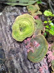 Trametes villosa