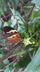 Heliconius numata