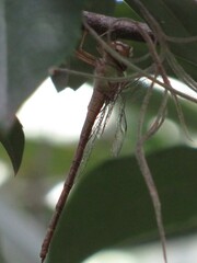 Triacanthagyna septima