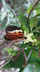 Heliconius numata