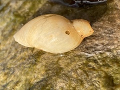 Amphipepleinae