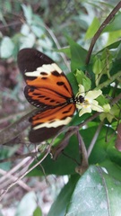 Heliconius numata
