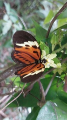 Heliconius numata