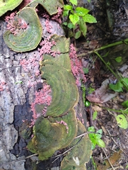 Trametes villosa