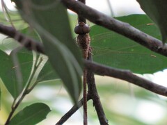 Triacanthagyna septima