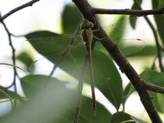 Triacanthagyna septima