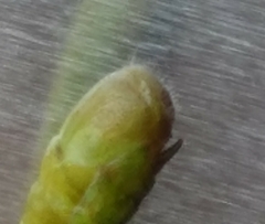 Aptenopedes chefixico