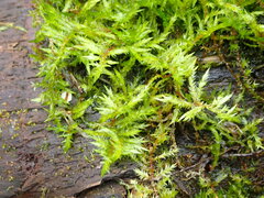 Calliergonella cuspidata