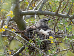 Stigmatura budytoides
