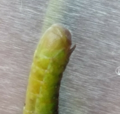 Aptenopedes chefixico