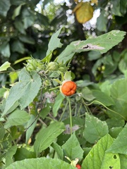 Malvaviscus arboreus