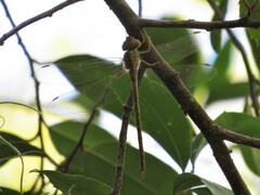 Triacanthagyna septima