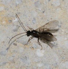 Cryptopone ochracea