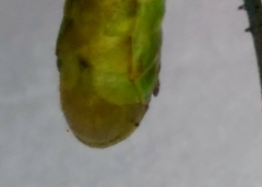 Aptenopedes chefixico