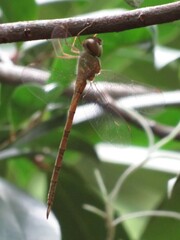 Triacanthagyna septima