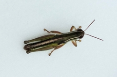 Aptenopedes chefixico