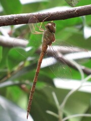 Triacanthagyna septima