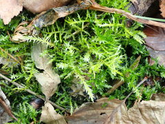 Calliergonella cuspidata