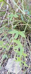 Passiflora tenuiloba