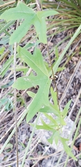 Passiflora tenuiloba