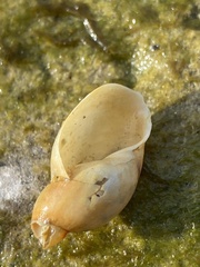 Amphipepleinae