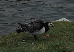 Branta leucopsis