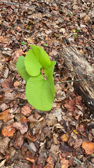 Aristolochia macrophylla