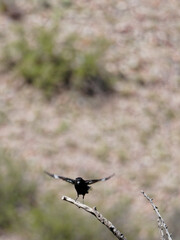 Knipolegus aterrimus