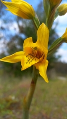 Chloraea gavilu