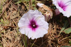 Ipomoea bathycolpos