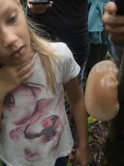 Auricularia fuscosuccinea