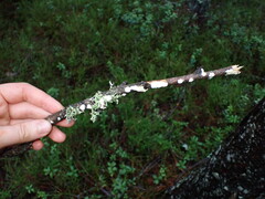 Basidioradulum radula