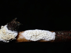 Basidioradulum radula