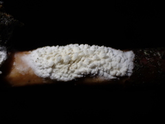 Basidioradulum radula