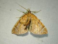 Eulithis testata
