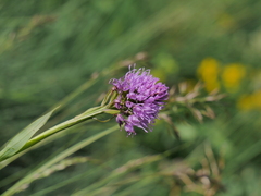 Traunsteinera globosa