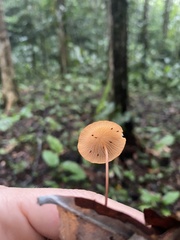 Marasmius cladophyllus
