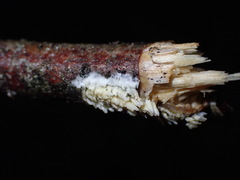 Basidioradulum radula