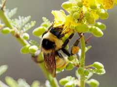 Bombus opifex